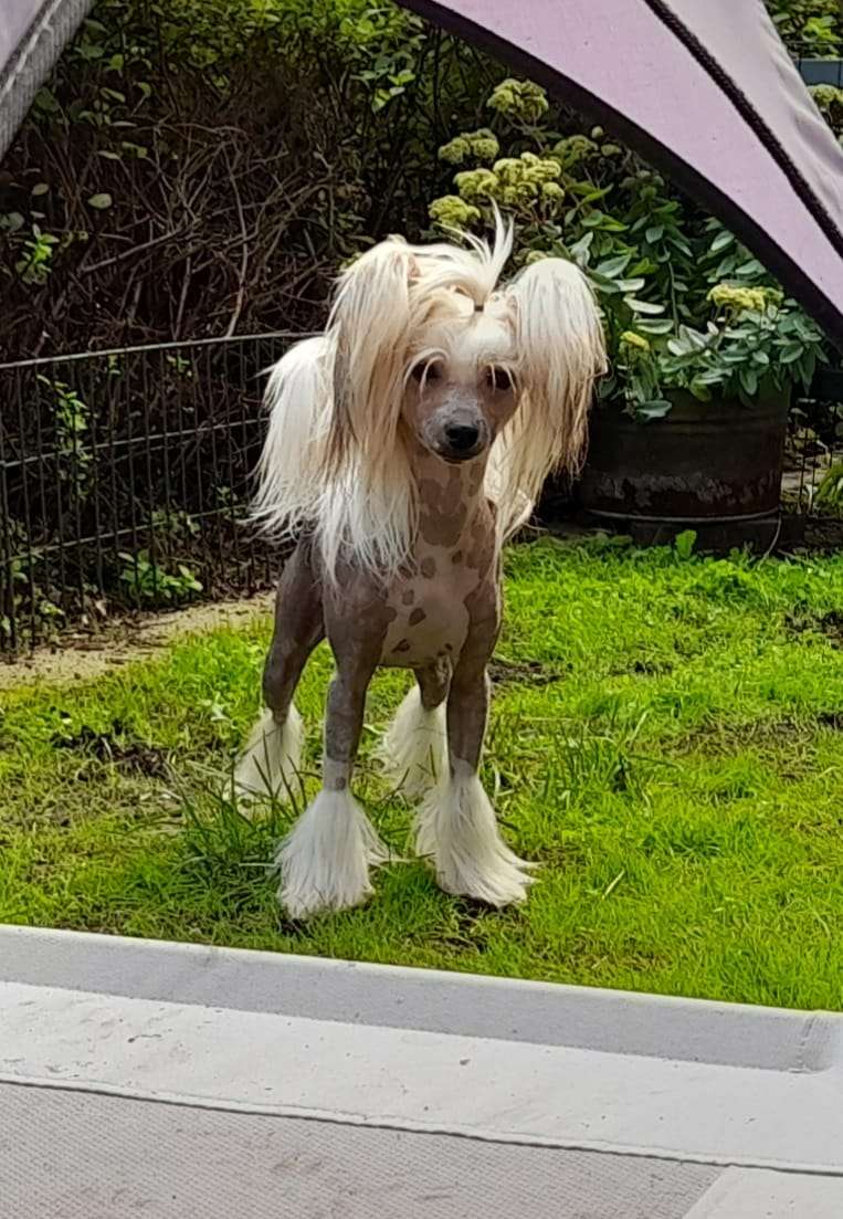 Spotifly Fantastic Voyage