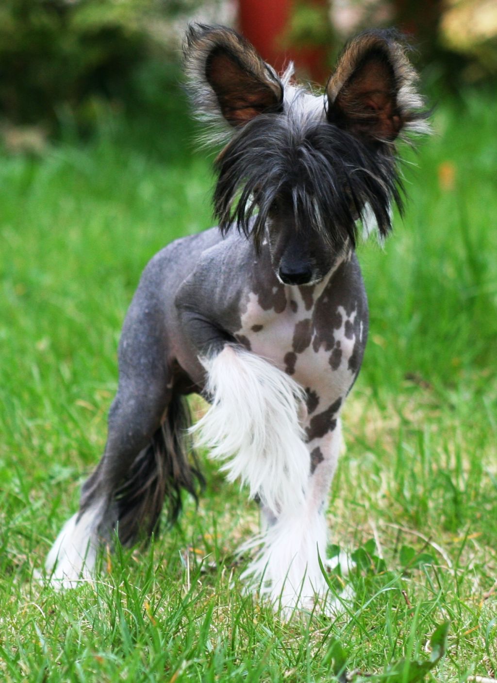 Cipracrest's Captain Crash