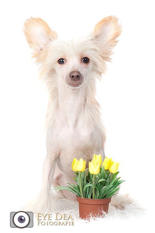 Happy Dancing Violet Voodoo