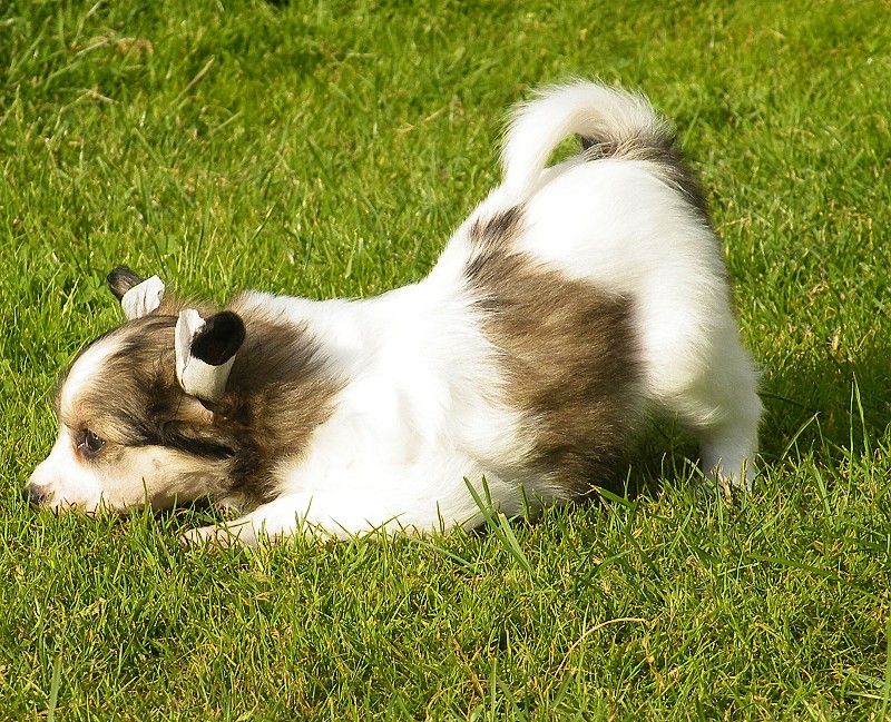 Amazon Aneesh z Barrandova