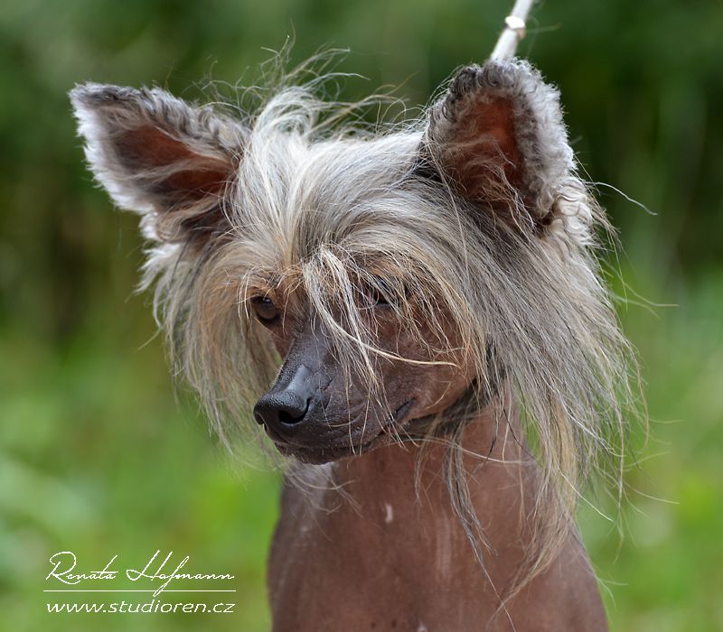 Edmon z Pulnocního dvora