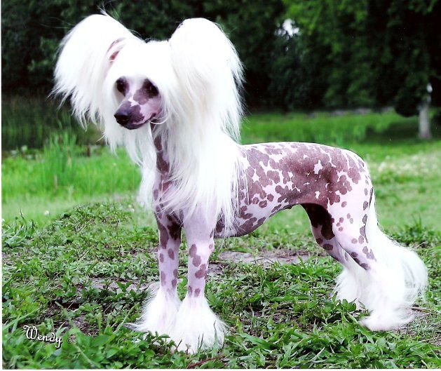 Sweet Sensations N'Co.