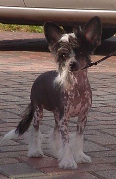 Perl's Hollywood Party Girl At Magical