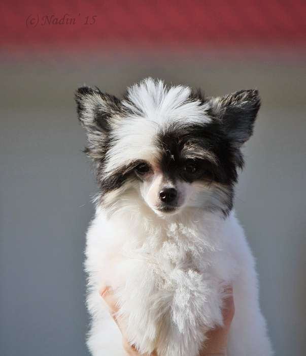 Moon Gift Little Bunny