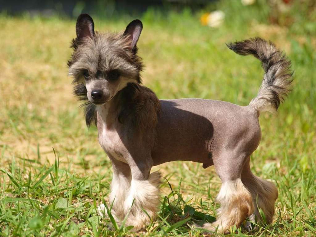 Anna Sky Kennel Relax Time