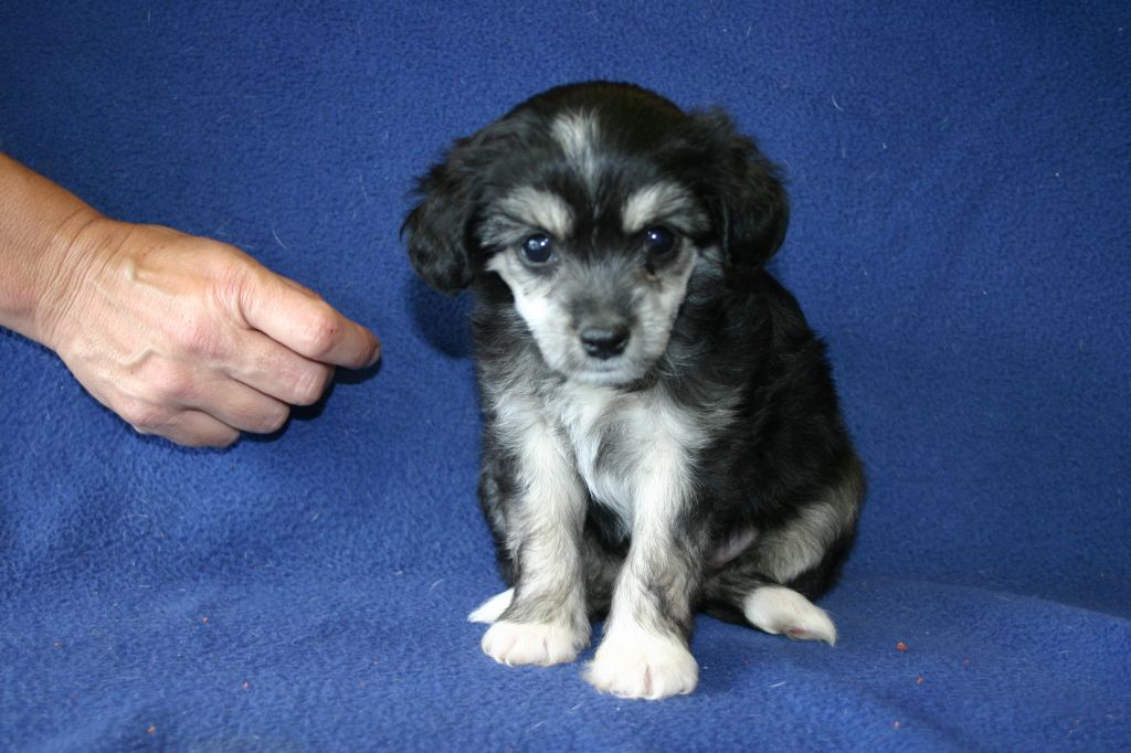 Laureola's Too Funny