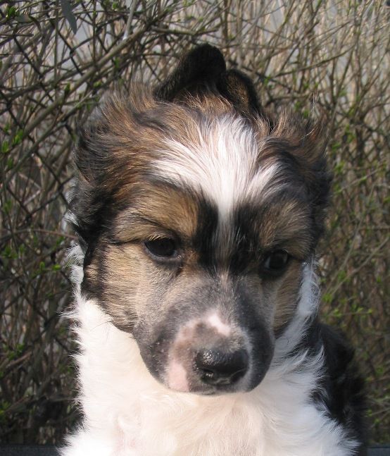 Radcliff Galus Pastoral