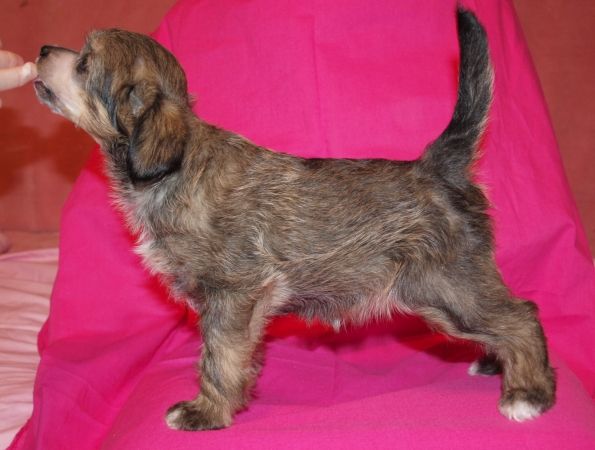 Tangomanija Tea-Rose