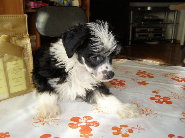 Atlant Kordiall Mapet Show