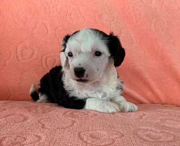 Proud Pony Wild at Heart