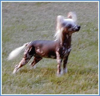 Debe's Grease Lightening HL