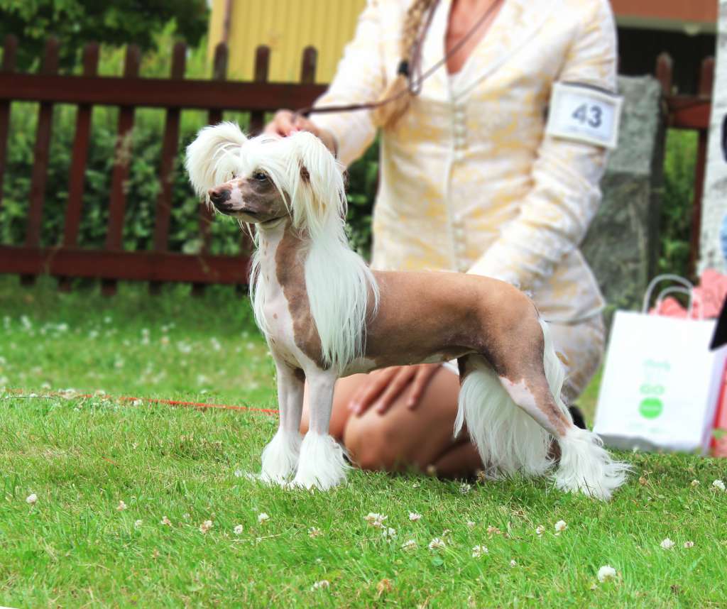 Sirocco I'll Have A Drama McQueen