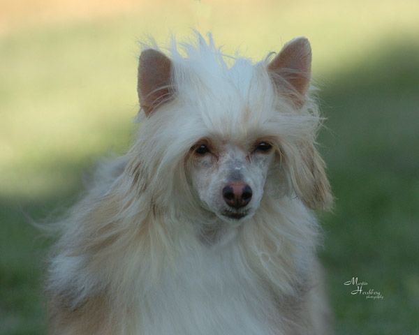 Starward Chloe Night Silver