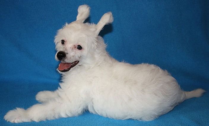 Ognenny Lotos Izumitel'naya Kiki