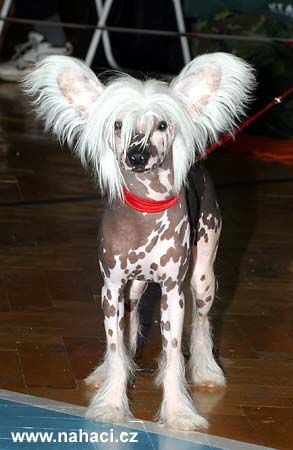 Picasso Pink Od Chlpiku