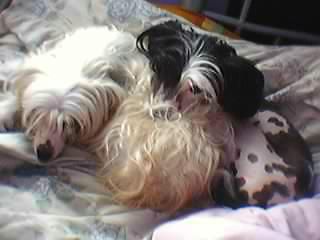 Fawncrest Patchwork For Philandiane