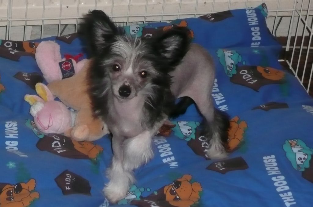 Doonbeg Petal Cascade