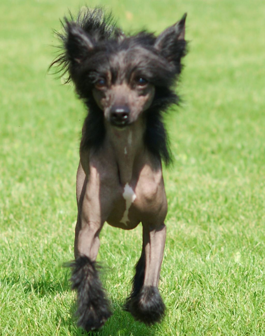 Black Jewel Sidi garden