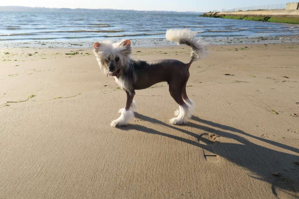 Frank da Casa Algarvia