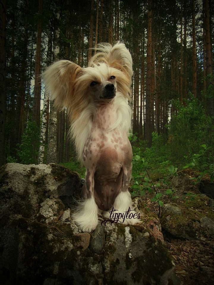 Tippytoes Luna Petunia