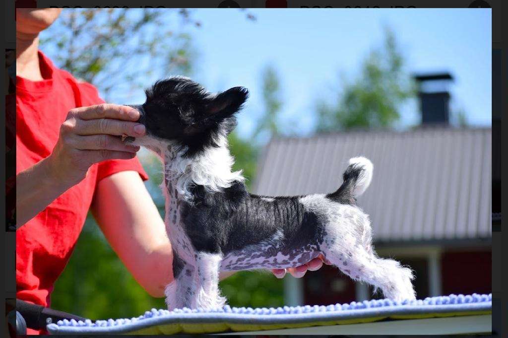 Finhani Popping Powder Fog