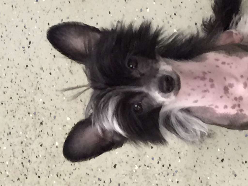 Stars at Sea Just Dance At Zhen