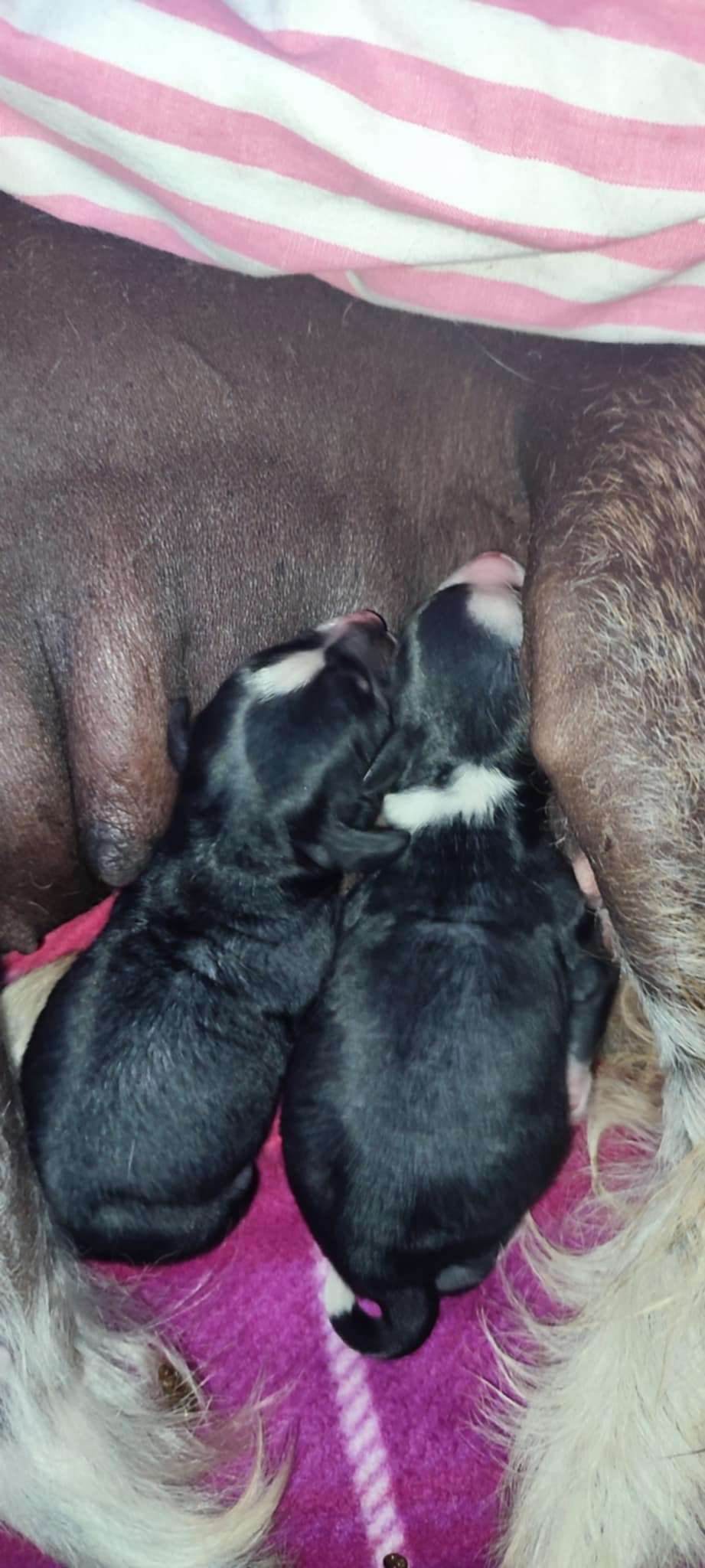 Zareen Al Armani Queen Malverne