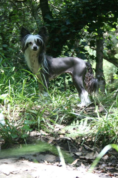 The Show must go on Della Castafiore