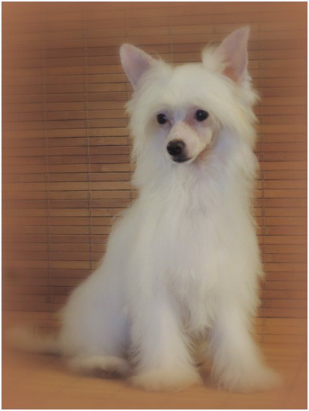 Ichinosuke Du Coeur Des Tenebres