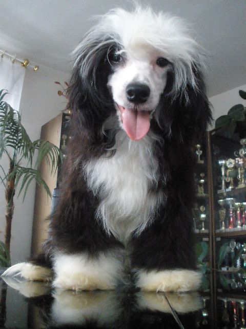 Orpheus of Darkness Al Maarii Sapphire