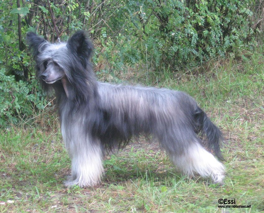 Stormblåstens Rajaxx