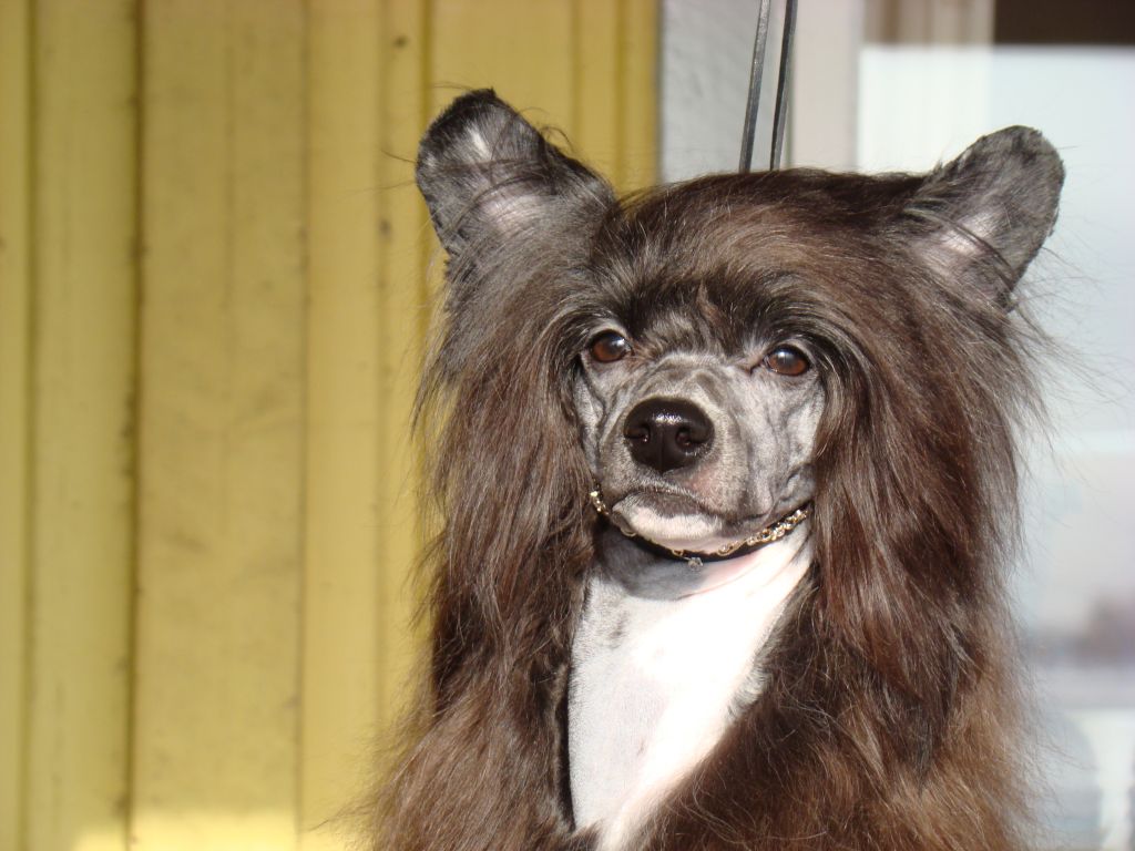 Inya Dreams Greased Lightning