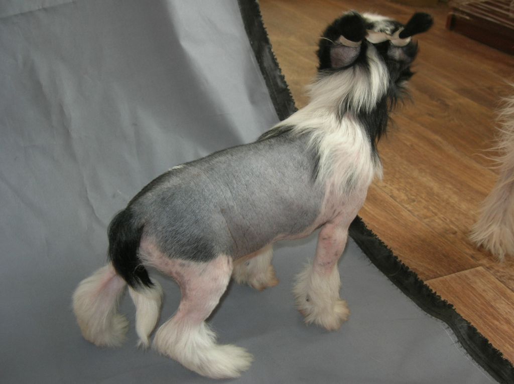 Rovanni  Djekattolo Janna