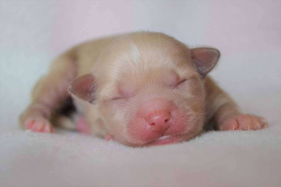 Delende One Fine Mess!