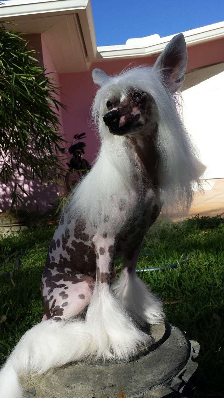 Zhen's American Beauty