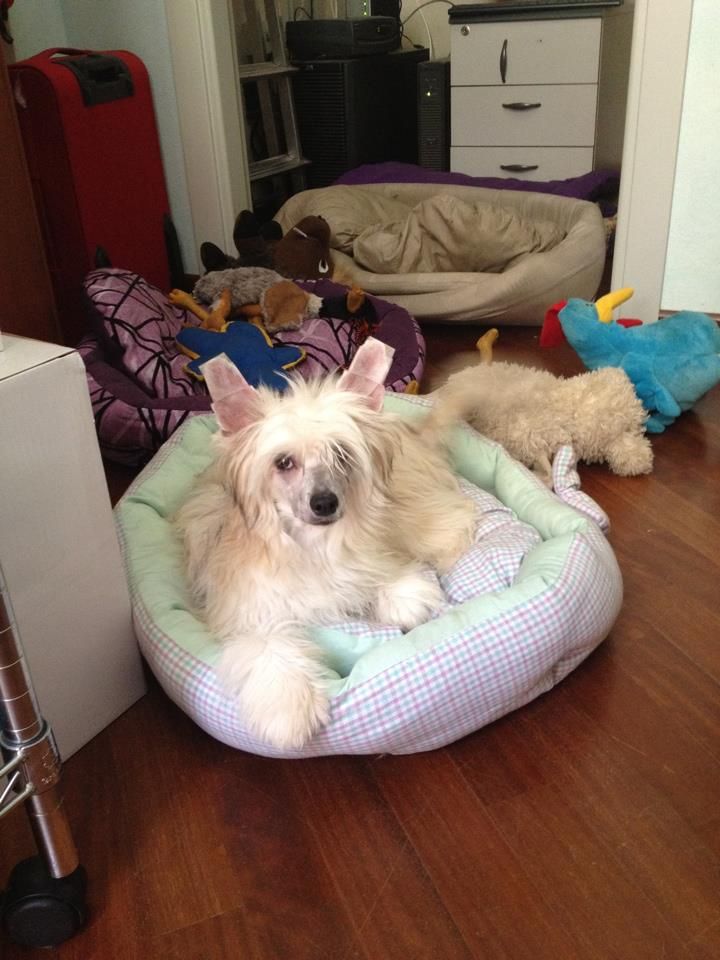 Megi Desdemona dal Destino Avverso