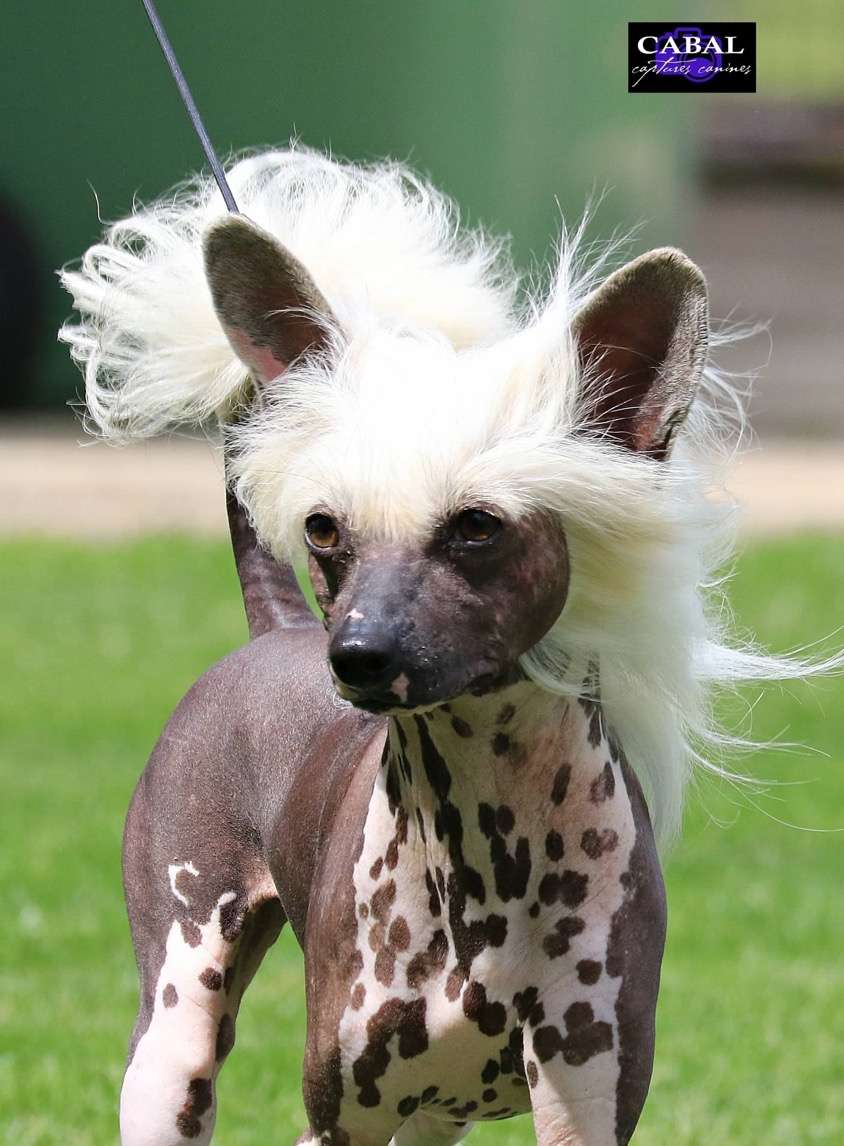 Blackheath Hooz Gotta Secret