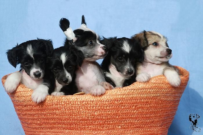 Caramela Rodinna pouta