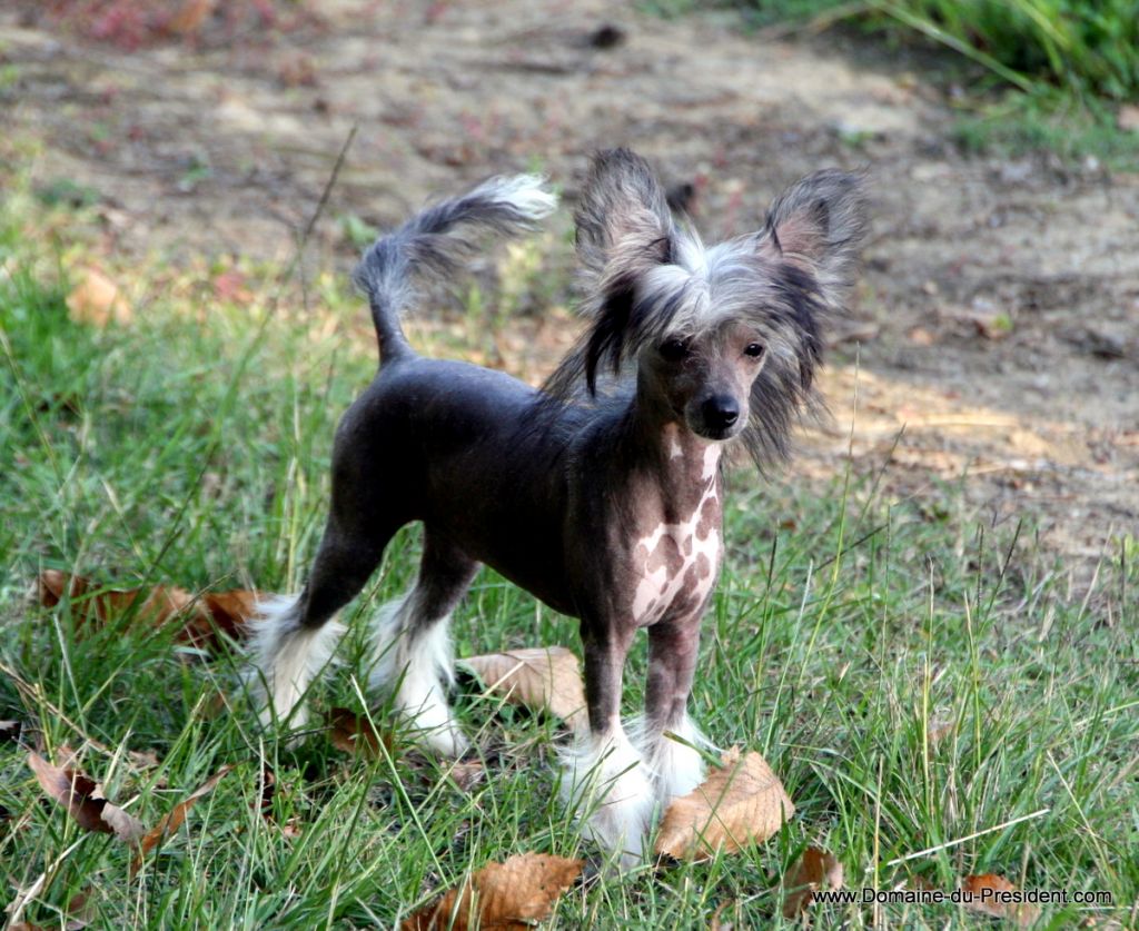Goblet of Fire du Domaine du Président