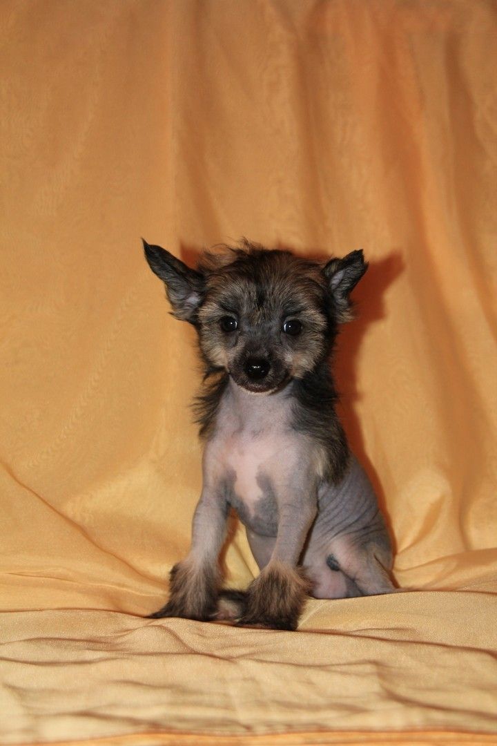 Vivalen Chernaya Feeriya