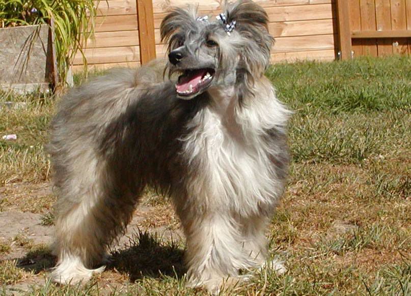 Moonlilys Chronical of Capricorn