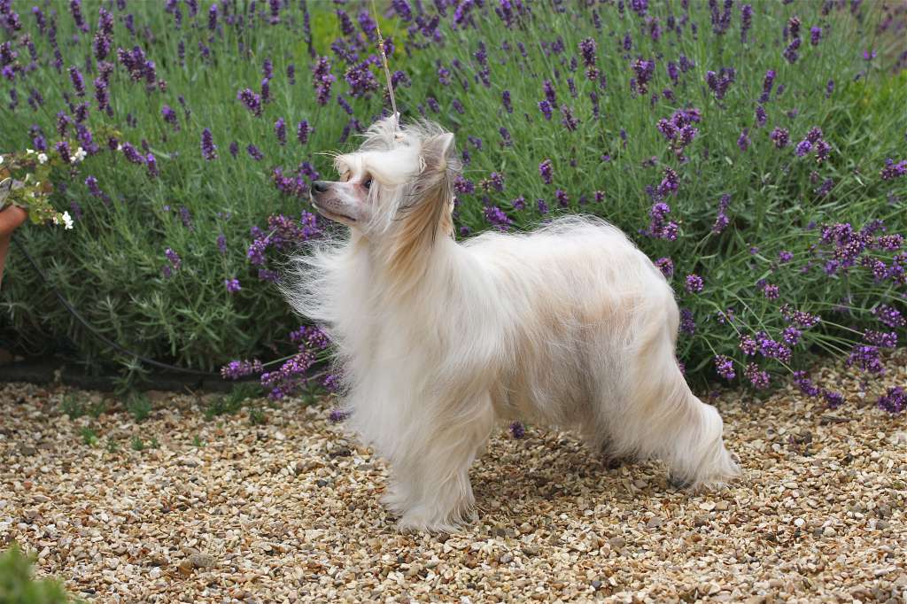 Ch Poarott Isaac Mizrahi At Oolagha (Imp Svk)