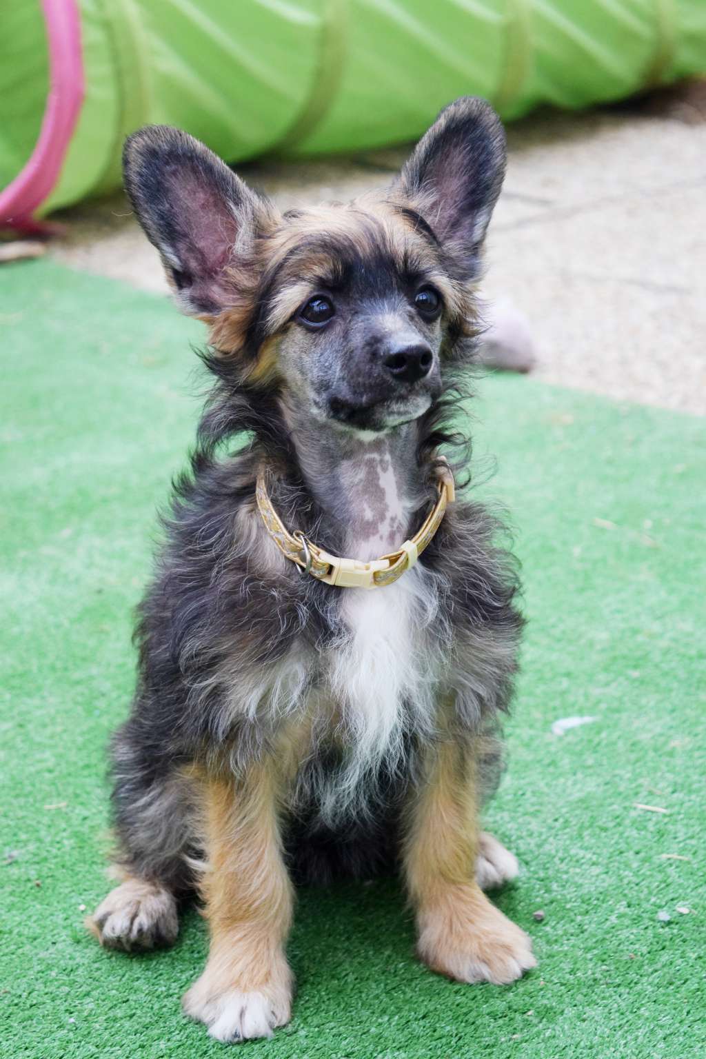 Cashmere Mystery Freuhartang