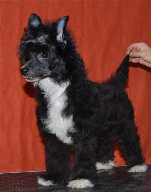 Rus Foreva Romeo Djemanshi