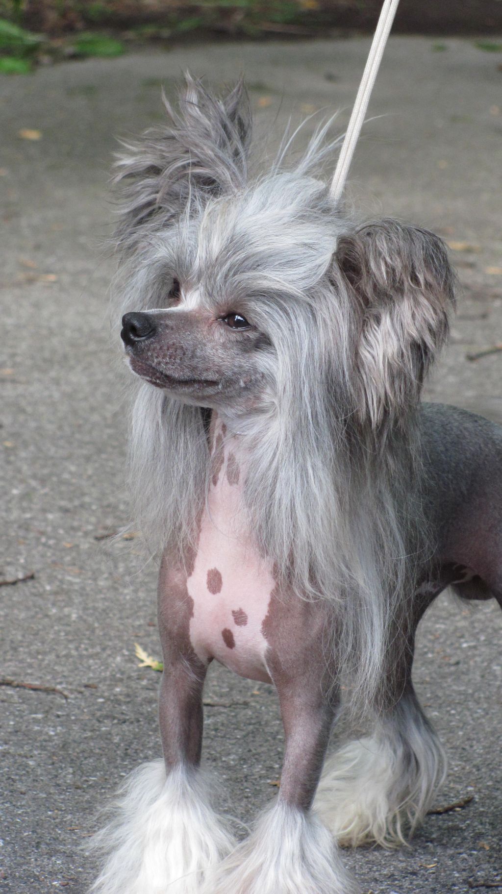 Bodeswell Surely You Jest