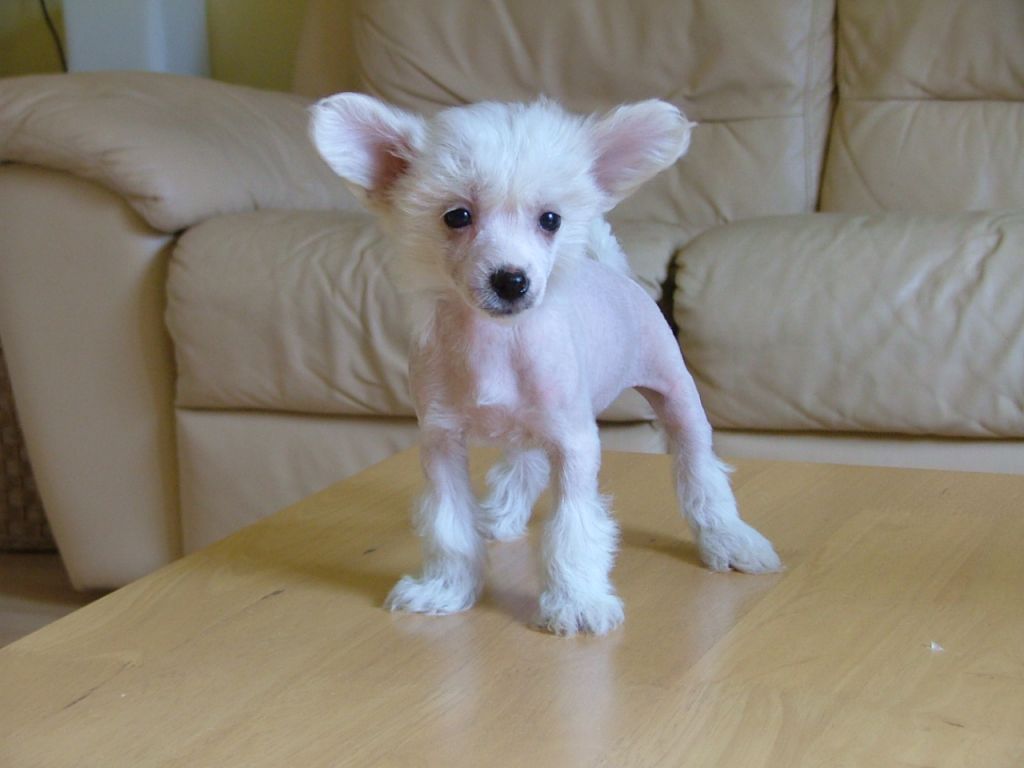 Poshsox Lil Black Dress