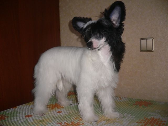Picture