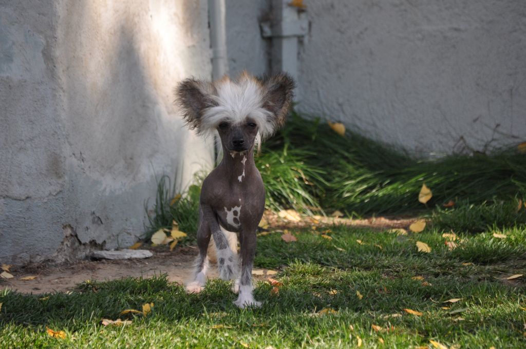 Speechless Dancing Queen