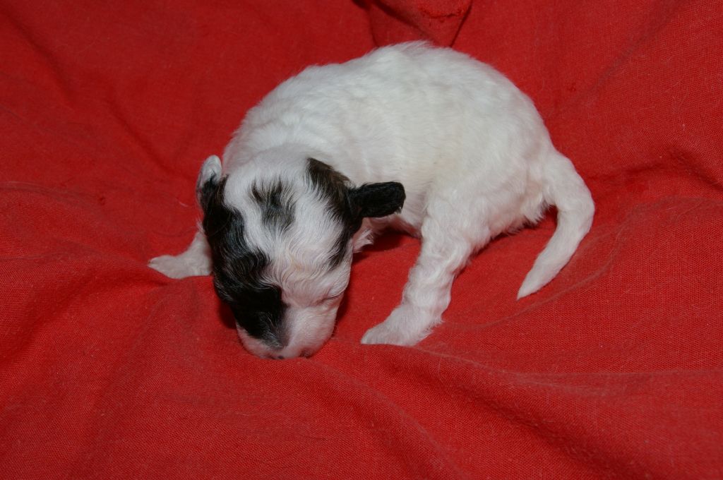 Picture