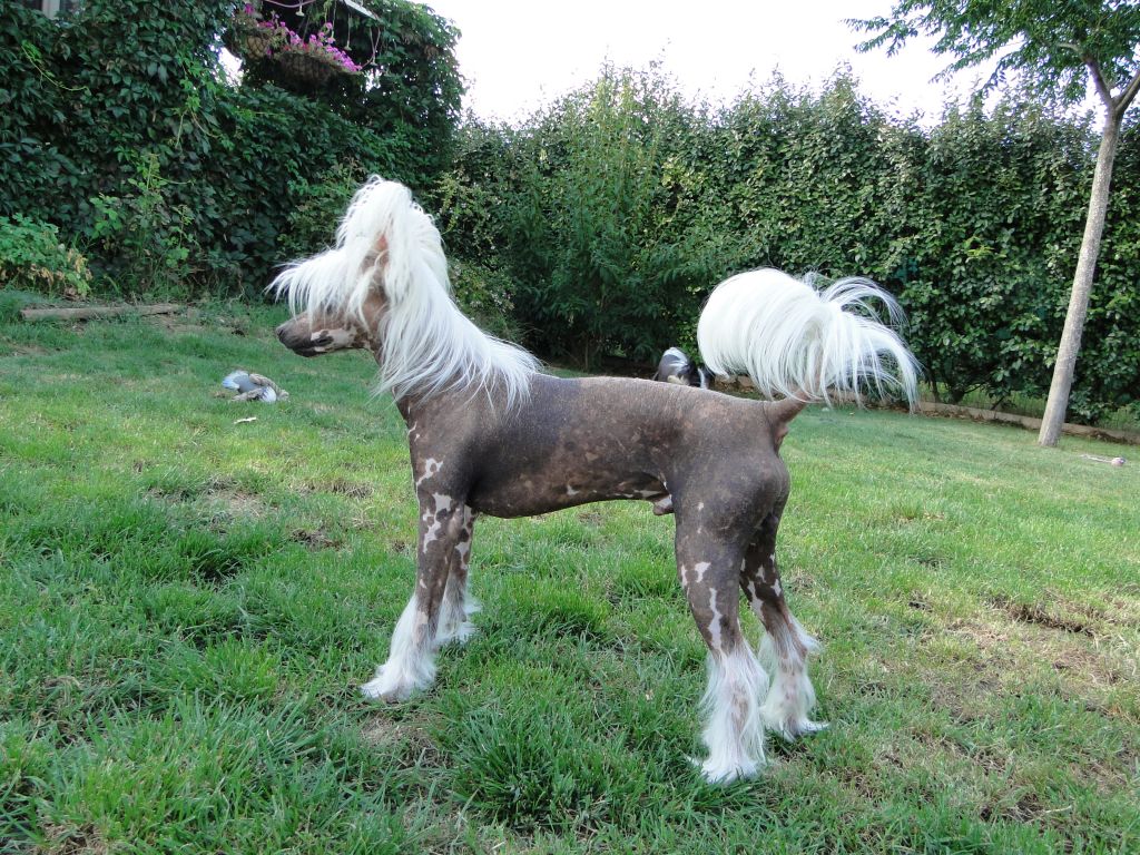 Fantastic Mr Fox du domaine de cha su bao